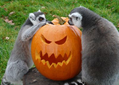 Lemurtastic pumpkin